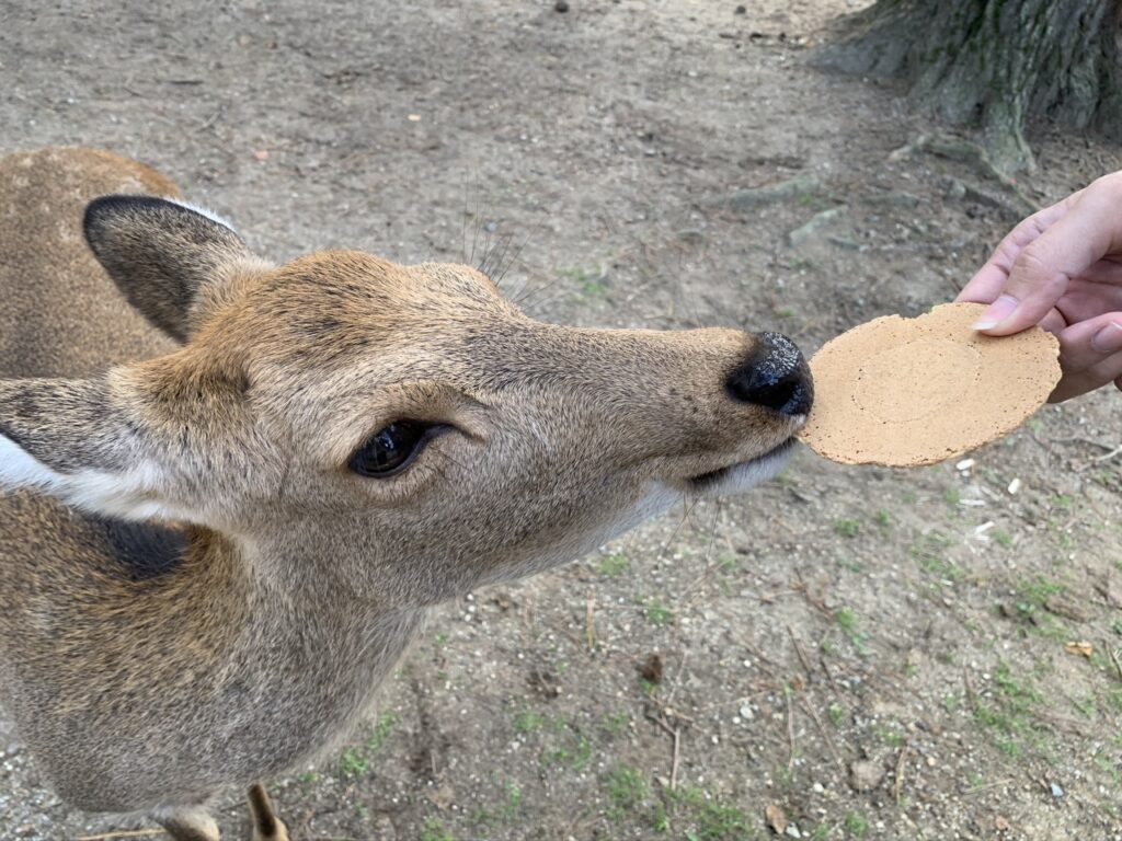 鹿せんべいを食べる鹿さん