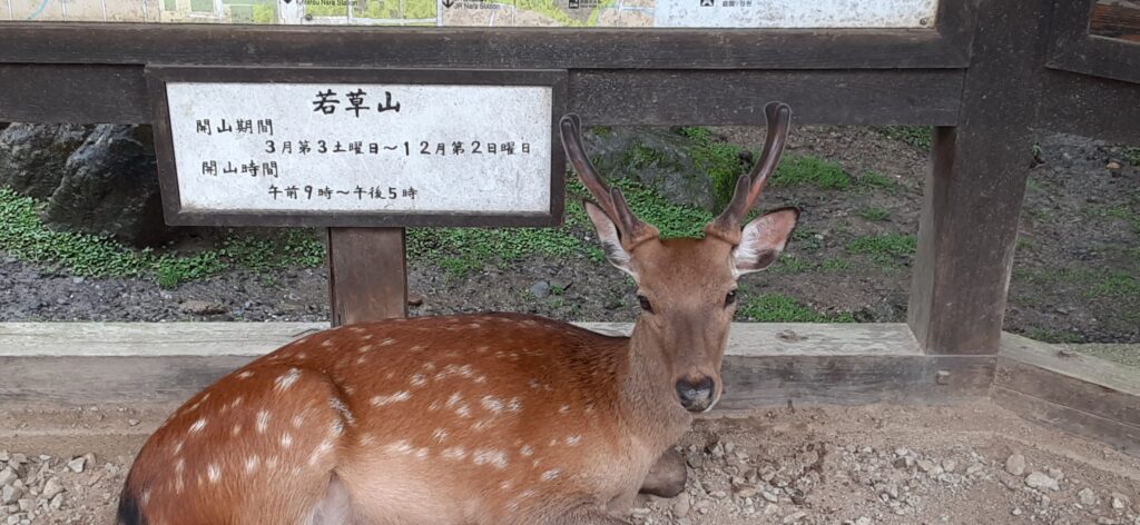 1頭で雨宿りしている鹿さん