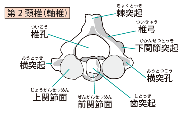 第2頸椎を上から見たイラスト